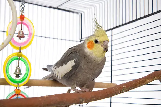 An Australian Weiro (cockatiel/parrot) in a cage.