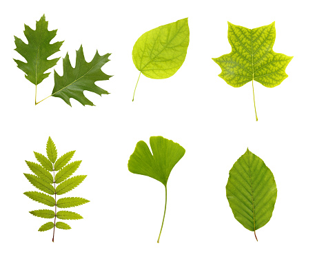 multiple pictues of different leaves
