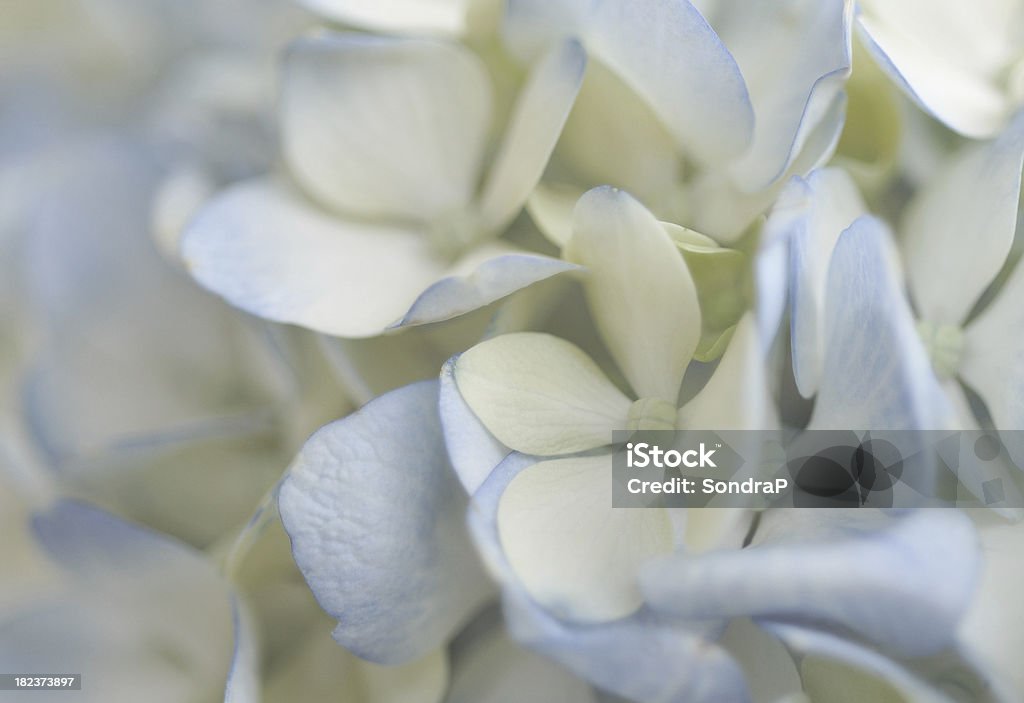 Hortênsia macio - Foto de stock de Azul royalty-free