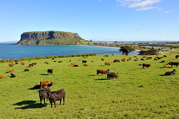 istock  The Nut with cows feeding on grass in foreground 182373969