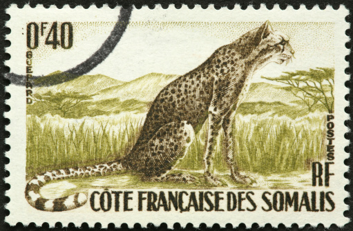 Somali Jaguar