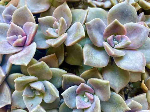 Horizontal flat lay close up of small green and pink succulent plants in lush summer garden Australia