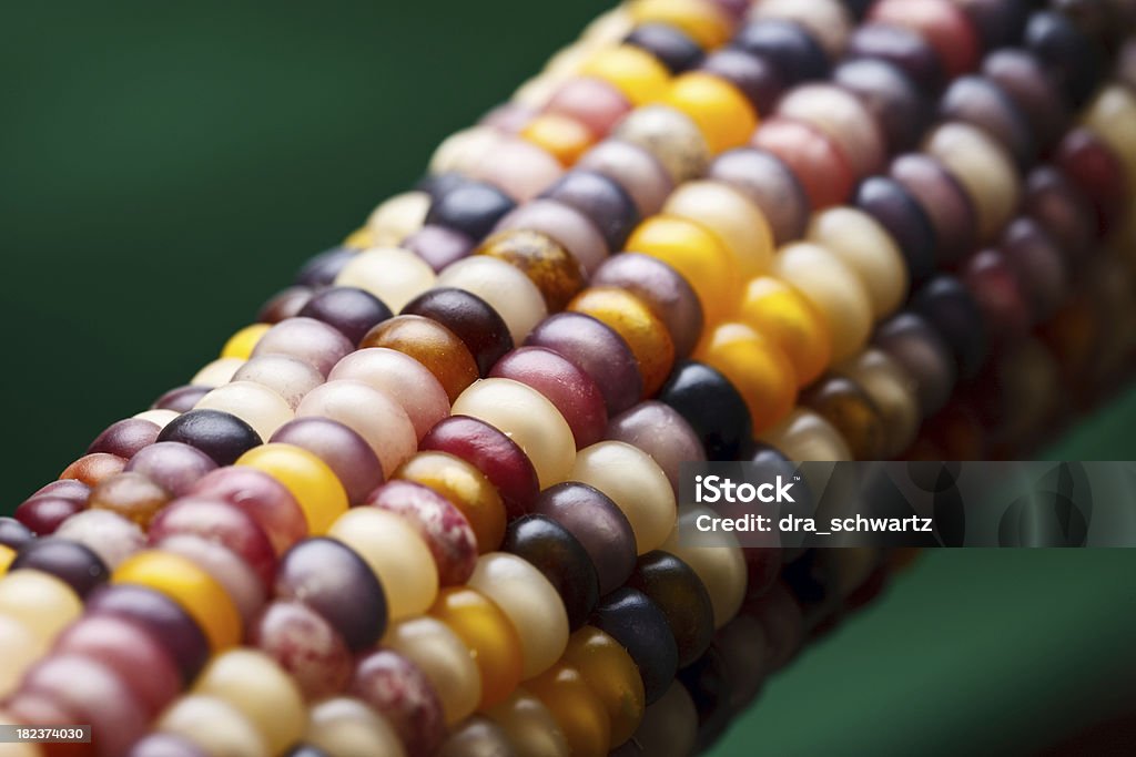 Maize - Photo de Agriculture libre de droits