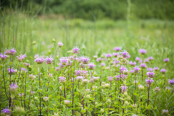 beebalm - beebalm photos et images de collection