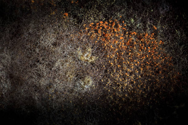 mold mold/fungus. vignetting hypha photos stock pictures, royalty-free photos & images