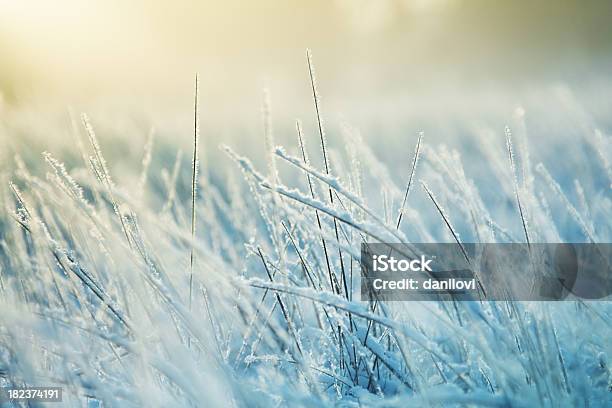 抽象冷凍芝生 - 芝草のストックフォトや画像を多数ご用意 - 芝草, 霜, 葉