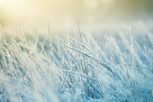 Abstract frozen grass