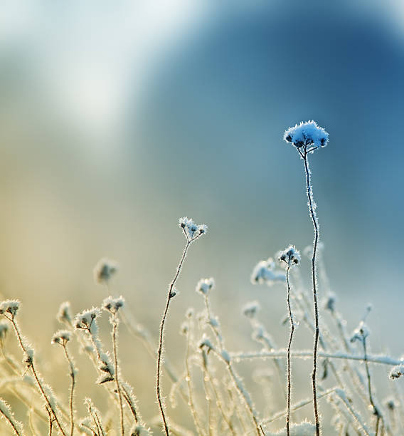 Abstract frozen grass. Shallow DOF