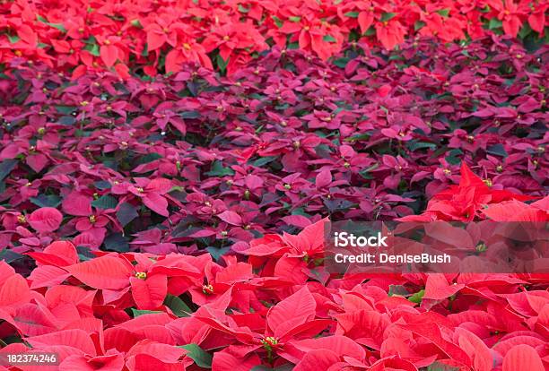 Photo libre de droit de Poinsettias banque d'images et plus d'images libres de droit de Décoration de fête - Décoration de fête, Feuille, Fleur - Flore