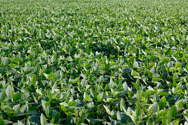 istock Agriculture Background Green Soybeans 182374324