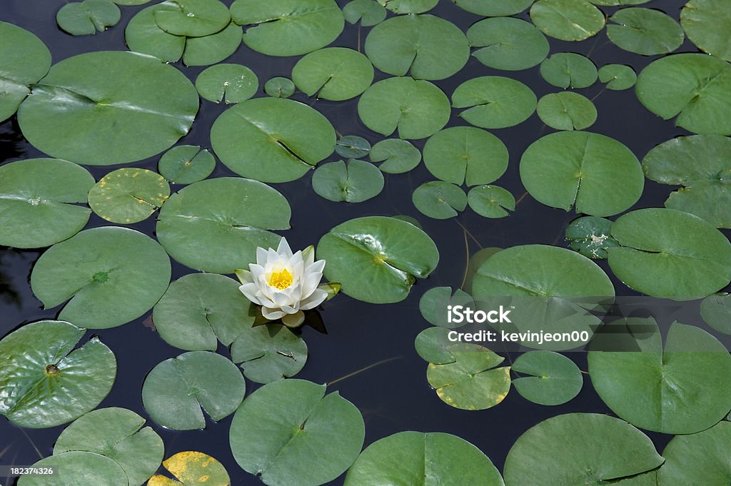 Biały kwiat lotosu - Zbiór zdjęć royalty-free (Azja)