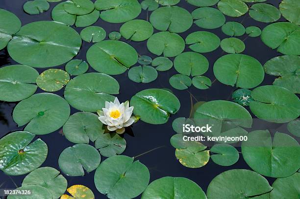 Biały Kwiat Lotosu - zdjęcia stockowe i więcej obrazów Azja - Azja, Azja Wschodnia, Bez ludzi