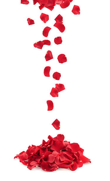 Bunch Of Rose Petals