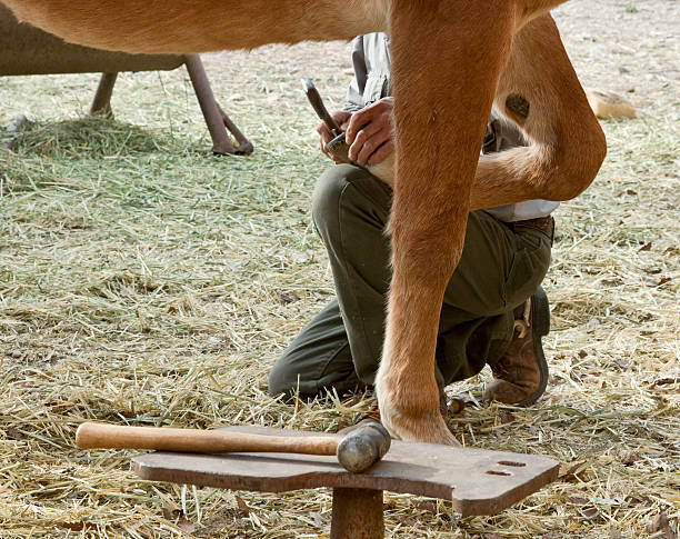 istock Close-up of Cowboy Shoeing Mule 182374383