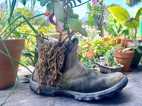 Old red hiking shoes as flower pot against wooden wall