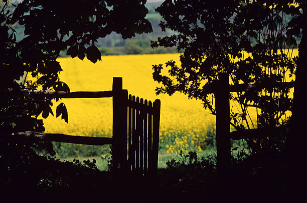 English Summer Scene The silhouette of a country gate and hedge opening onto a bright yellow field of Canola Rape Seed Flowers - a crop used to produce cooking oil.England surrey england stock pictures, royalty-free photos & images