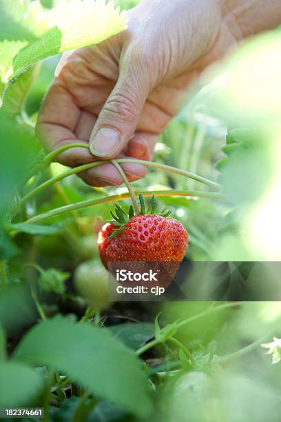 Foto de Colheita De Morango e mais fotos de stock de Baga - Fruta - Baga - Fruta, Baga - Parte de planta, Comida e bebida