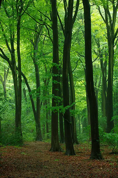 "early morning light over a beech forest in spring with a slight level of mist still lingering in the air.  Taken in spring, the new beech leaves are at their best whilst old leaves from the Fall remain as a carpet of reddish brown. Please see my other images of English Landscapes and Nature by clicking on the LightBox link below...A>A"