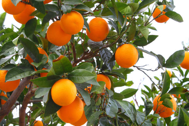 naranjo - citrus fruit mandarin orange orange large group of objects fotografías e imágenes de stock