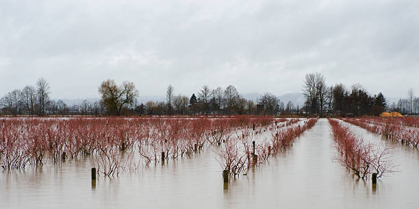 Flooded Blueberry Farm stock photo
