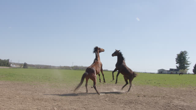 Two Horses Bucking and Playing in a Pasture on a Sunny Day