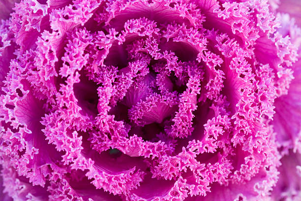 400+ Ravizzone Rosso Foto stock, immagini e fotografie royaltyfree