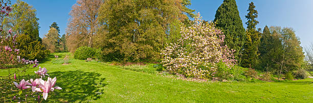 Blooming cherry trees under a white and blue sky in Pretzfeld - Germany in the Franconian Switzerland