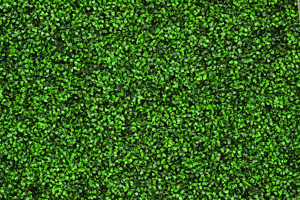 Green Hedge Background hedge stock pictures, royalty-free photos & images
