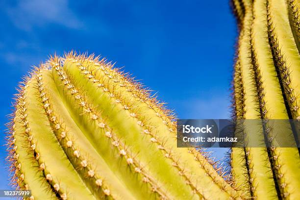 Arizona Desert Kaktus Saguaro - zdjęcia stockowe i więcej obrazów Bez ludzi - Bez ludzi, Czerwony, Drzewo