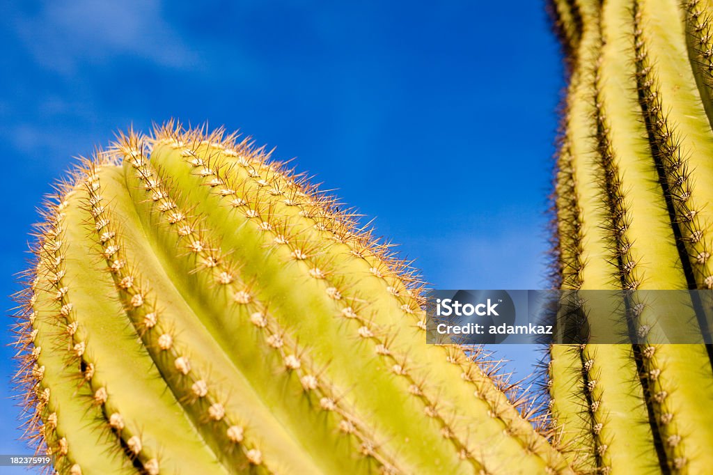 Cato de carnegia gigantea deserto do Arizona - Royalty-free Alto - Descrição Física Foto de stock