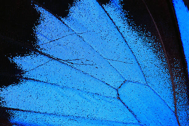 istock Blue Morpho Butterfly Wing Macro Close Up 182375938