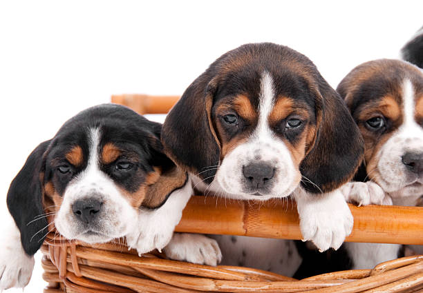 istock Cute Puppies In A Basket 182375942