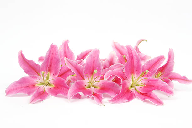 groupe de lys rose - lily pink stargazer lily flower photos et images de collection