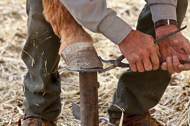 istock Close-up of Cowboy Shoeing Mule 182376527