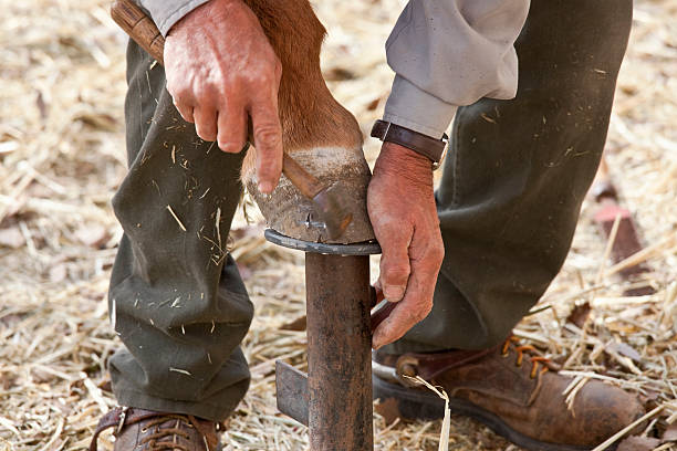 istock Close-up of Cowboy Shoeing Mule 182376693