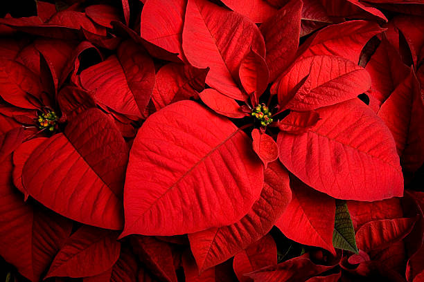 istock Christmas Poinsettia 182376707