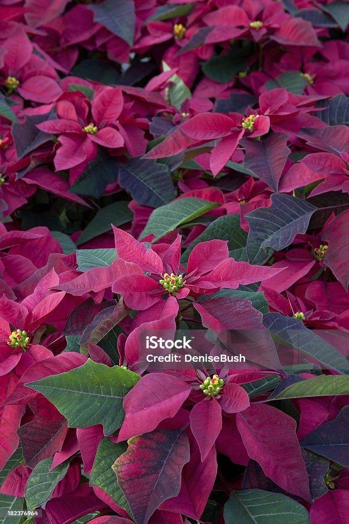 Poinsettias fondo - Foto de stock de Celebración - Ocasión especial libre de derechos