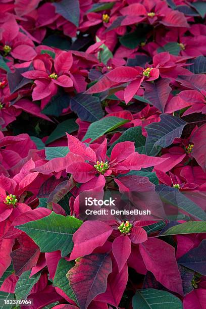 Poinsettias Fondo Foto de stock y más banco de imágenes de Celebración - Ocasión especial - Celebración - Ocasión especial, Clima tropical, Decoración - Objeto