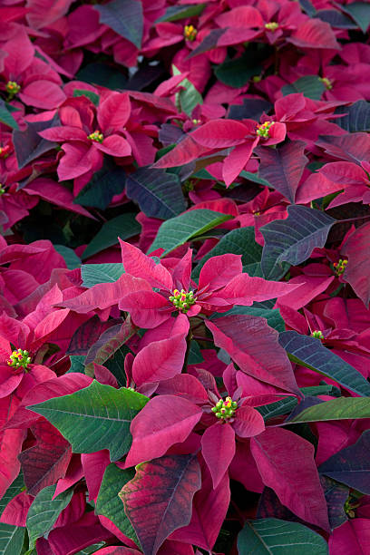 istock Poinsettias Background 182376964