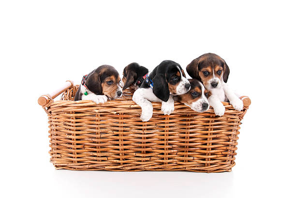 istock Cute Puppies In A Basket 182376998