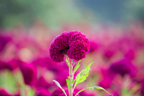 Close up Crested celosin flower in garden, Red Crested celosin flower.