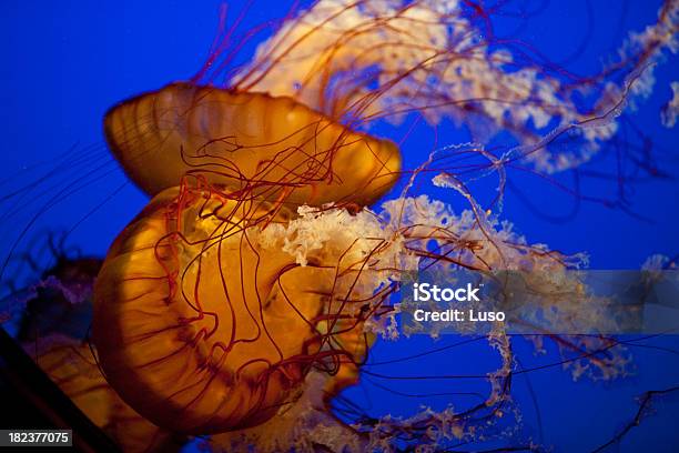 Jellyfish Stock Photo - Download Image Now - Animal, Animals In The Wild, Blue