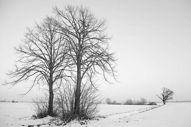 istock Winter trees in a field of snow 182377093