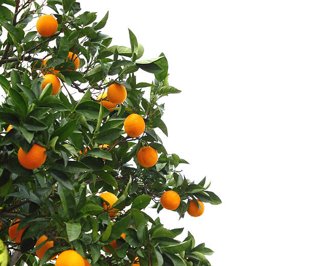 naranjo - citrus fruit mandarin orange orange large group of objects fotografías e imágenes de stock