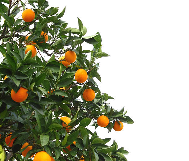 오랑주 트리 - citrus fruit mandarin orange orange large group of objects 뉴스 사진 이미지