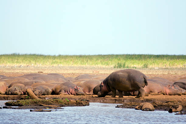 hippo de lake manyara - lake manyara national park photos et images de collection