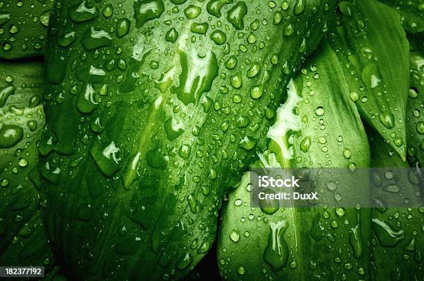 Di Gocce Di Pioggia E Verde Foglia Sfondo - Fotografie stock e altre immagini di Acqua - Acqua, Ambiente, Astratto