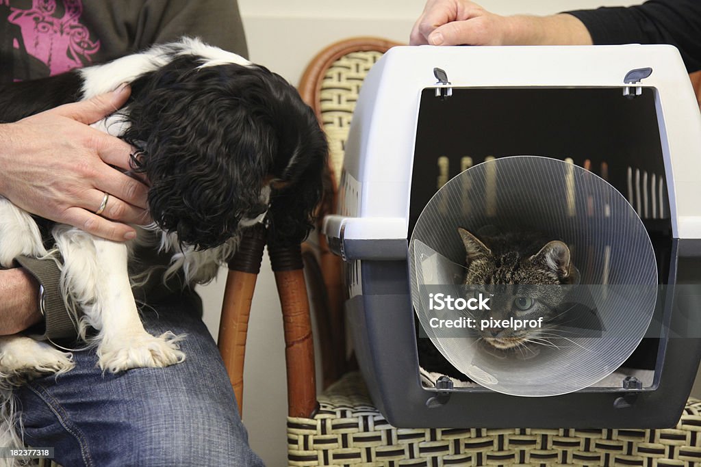 Perro y gato esperando el vet - Foto de stock de Sala de espera - Edificio público libre de derechos