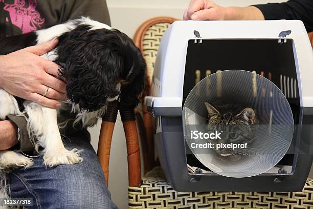 Photo libre de droit de Chien Et Chat En Attente Pour Le Vétérinaire banque d'images et plus d'images libres de droit de Salle d'attente - Salle d'attente, Vétérinaire, Animaux de compagnie