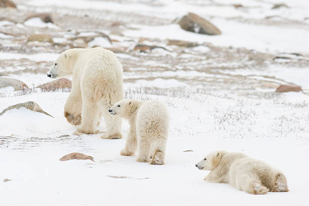 Polar bear family Polar bear mom with 2 cubs. manitoba photos stock pictures, royalty-free photos & images